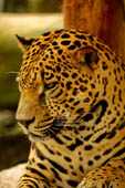 Jaguar 4